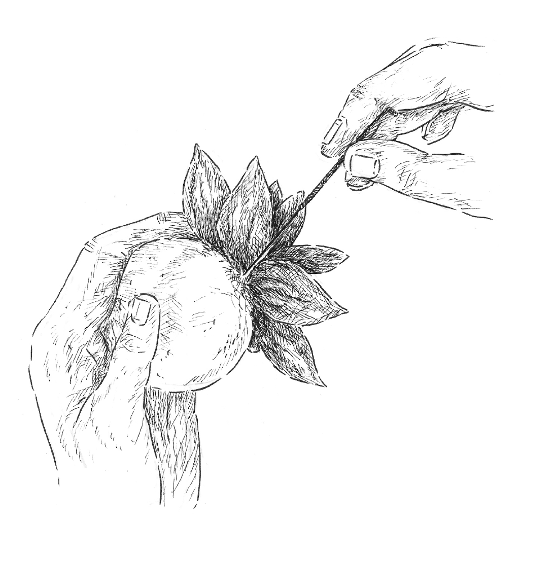 Needle Felting Kit - Succulent