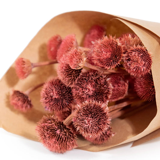 MINI Pink Wild Daisy Bundle