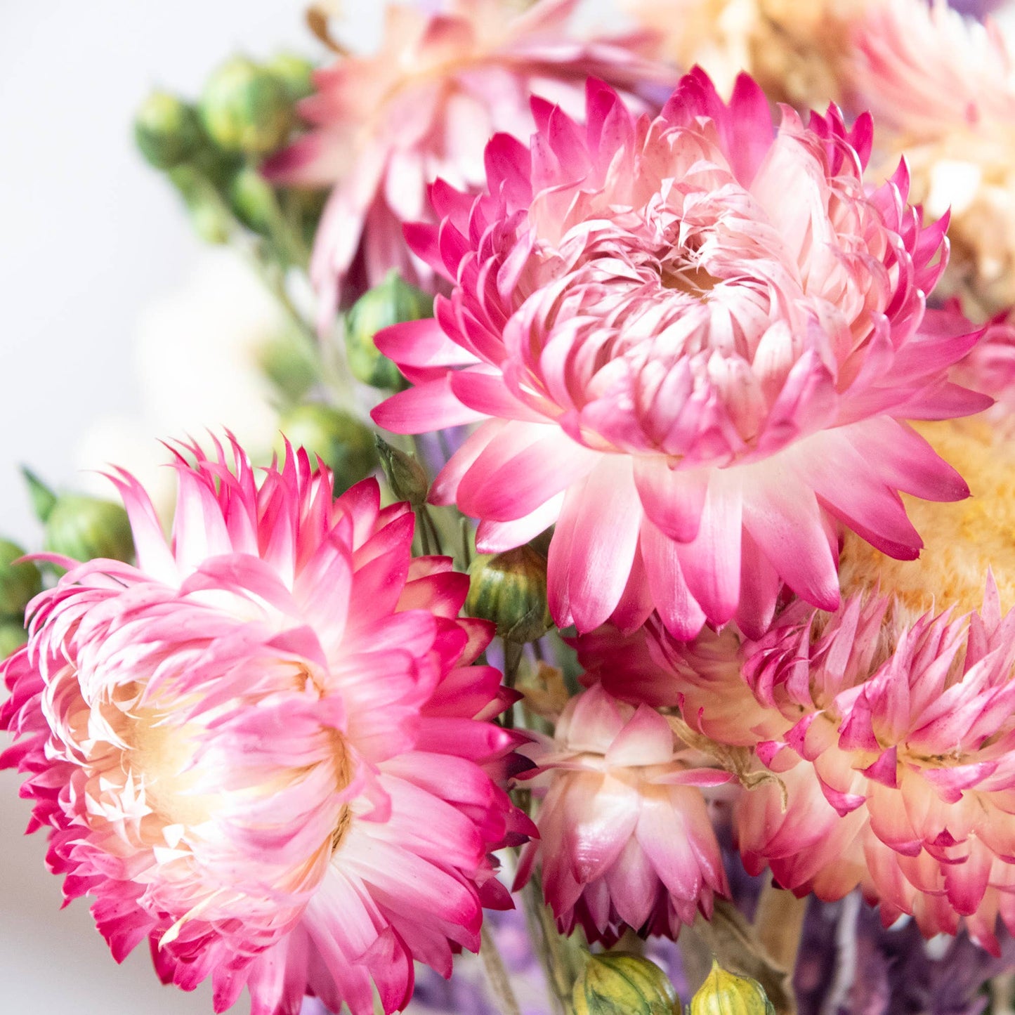 Strawflower & Larkspur Bouquet Bundle
